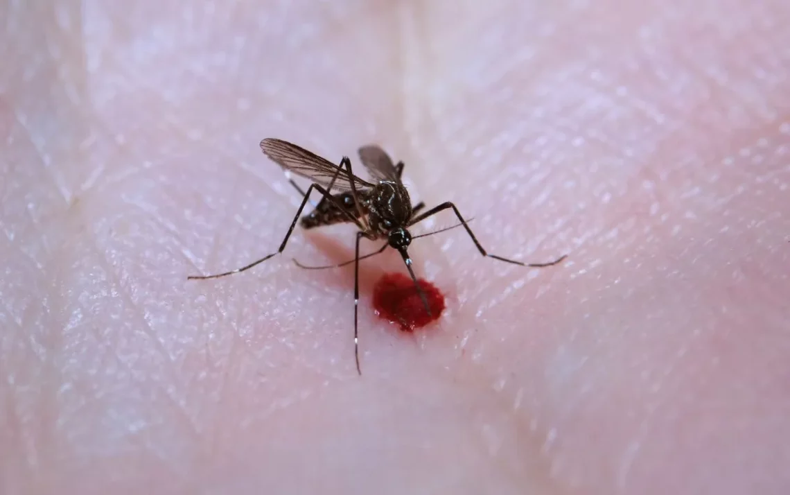 febre, vírus transmitido pelo mosquito Aedes aegypti