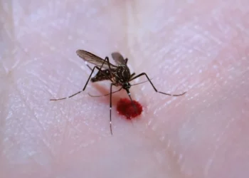 febre, vírus transmitido pelo mosquito Aedes aegypti