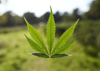 maconha, planta de cannabis, droga