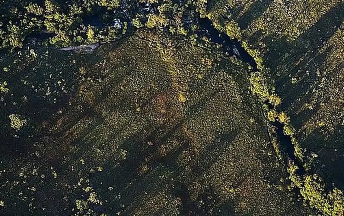 Desflorestamento, Destruição da vegetação