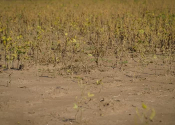 agricultores de soja, plantadores de soja