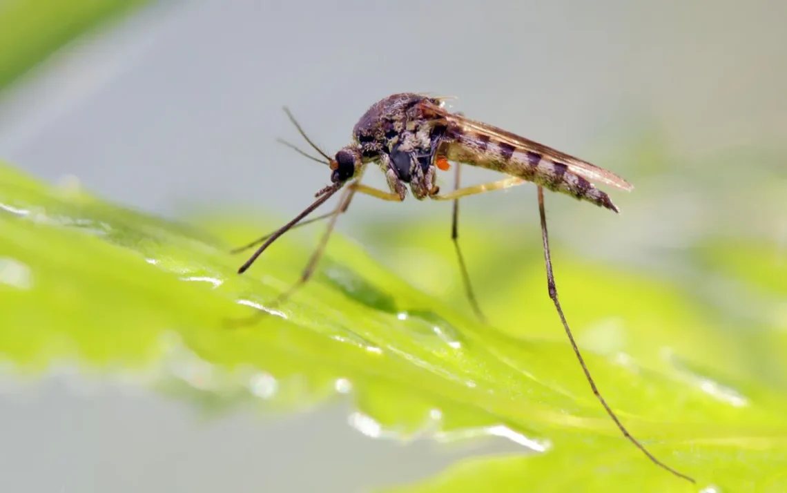 vírus da dengue, episódios de dengue, surto de dengue