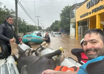 vice-presidente, administrador, professor, veterinário;