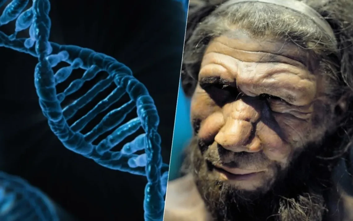 ancestrais, Neandertais, genes, neandertais, herança, genética dos, Neandertais;