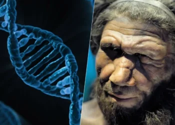 ancestrais, Neandertais, genes, neandertais, herança, genética dos, Neandertais;