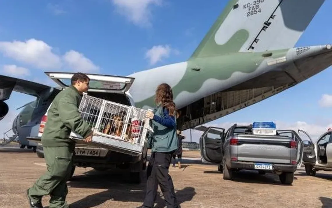 transporte pets, transporte animais de estimação;