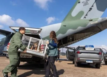 transporte pets, transporte animais de estimação;