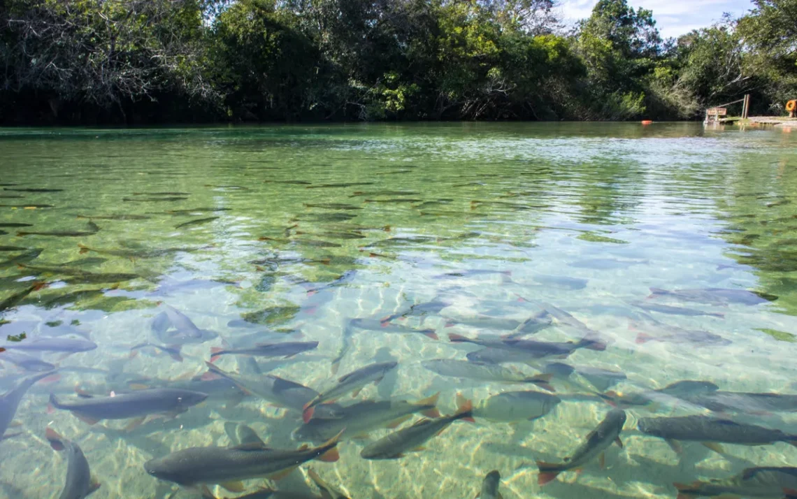 Fundo da Amazônia, Fundo para a Amazônia, Fundo Amazônico;