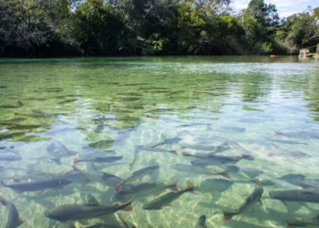 Fundo da Amazônia, Fundo para a Amazônia, Fundo Amazônico;