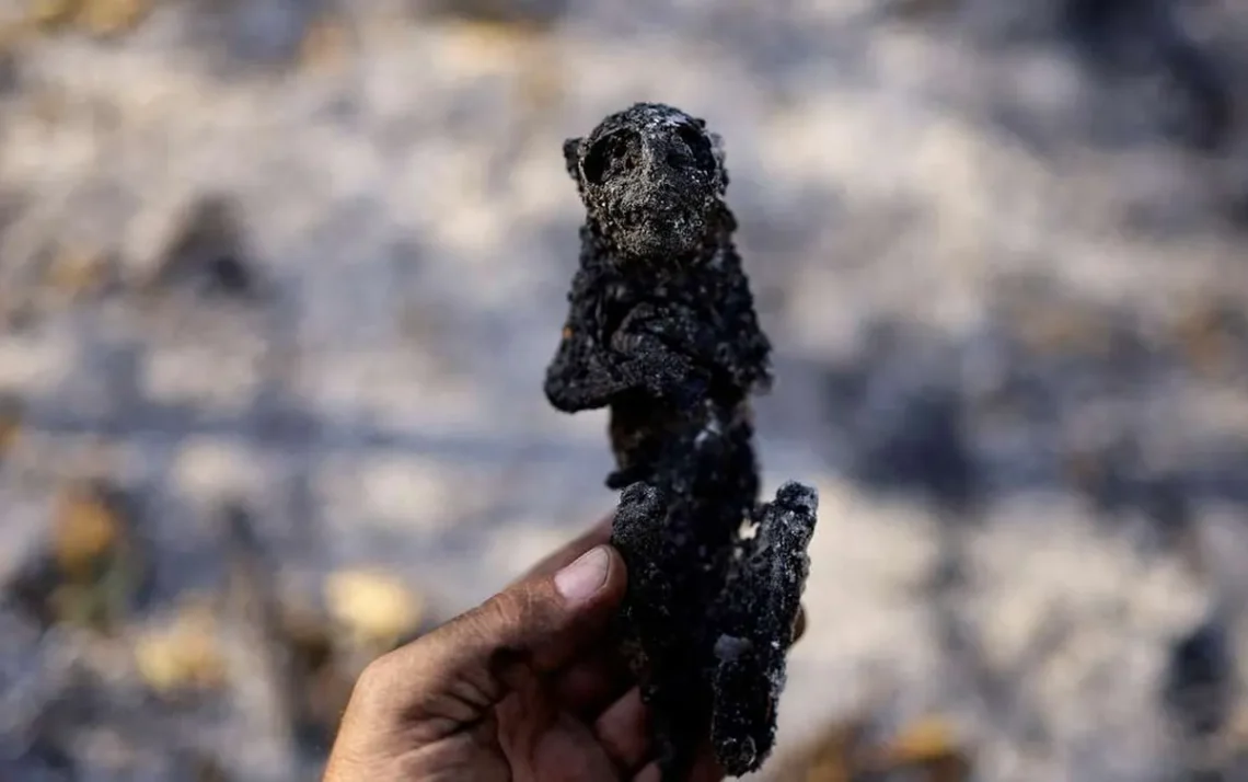 bioma, brasileiro, incêndios