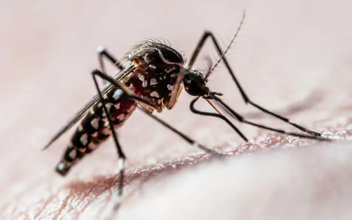 doença, transmitida por mosquito, infecção, mosquito;