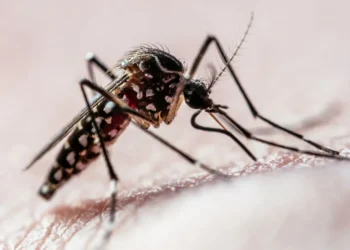 doença, transmitida por mosquito, infecção, mosquito;