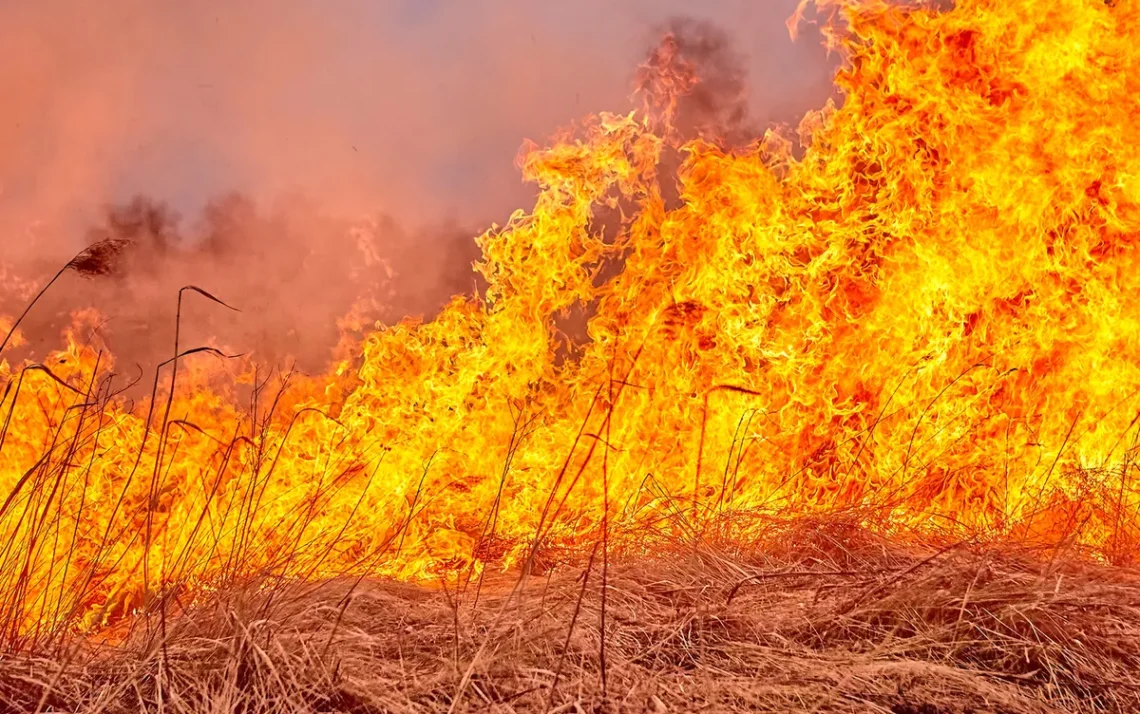 incêndios, florestais, queima, de vegetação, focos, de fogo;