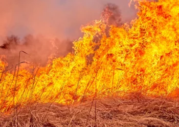 incêndios, florestais, queima, de vegetação, focos, de fogo;