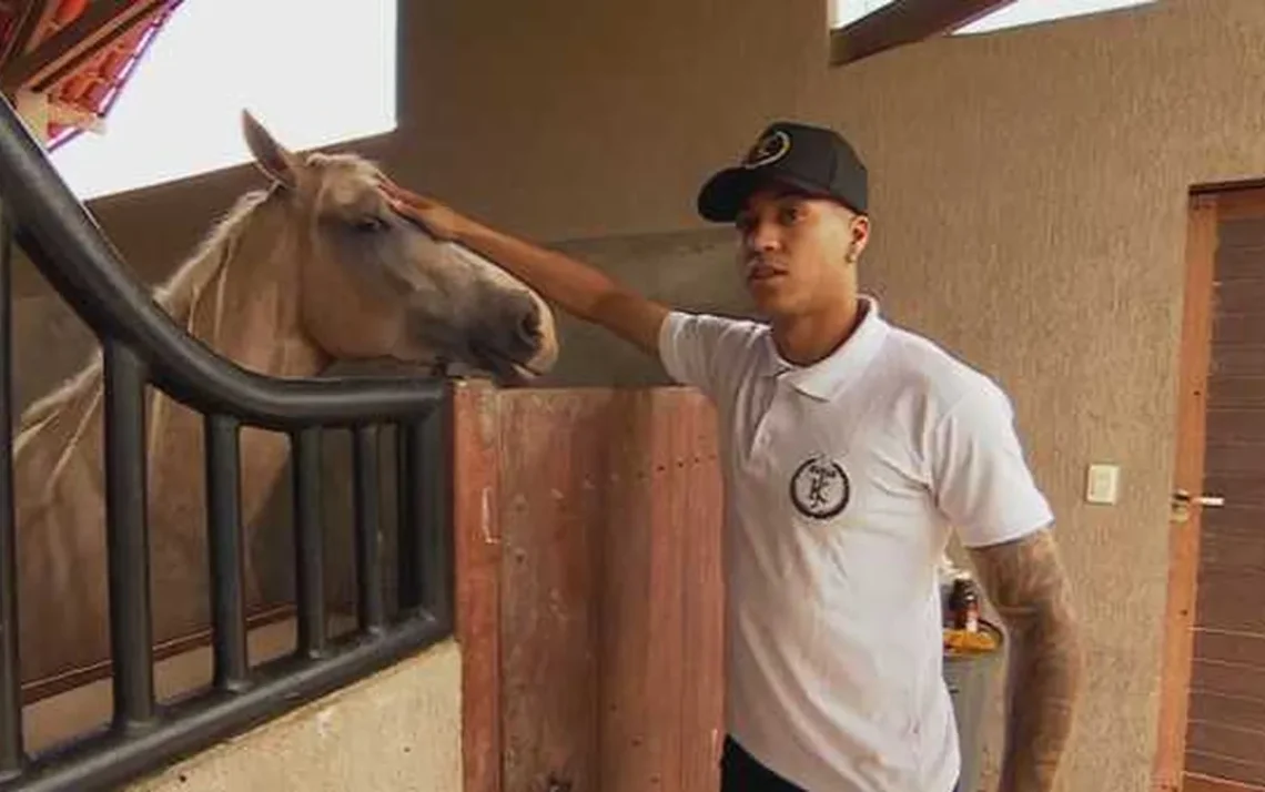 animais, bichos, potro, garanhão, égua;