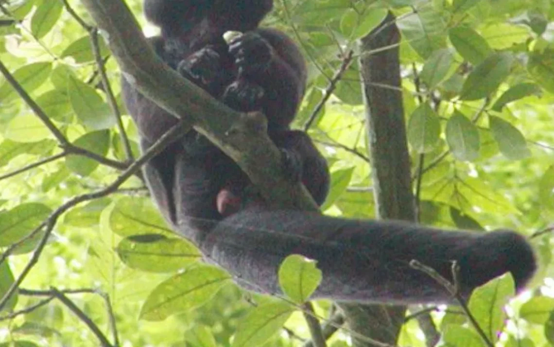 macaco, primata, animal, mamífero;